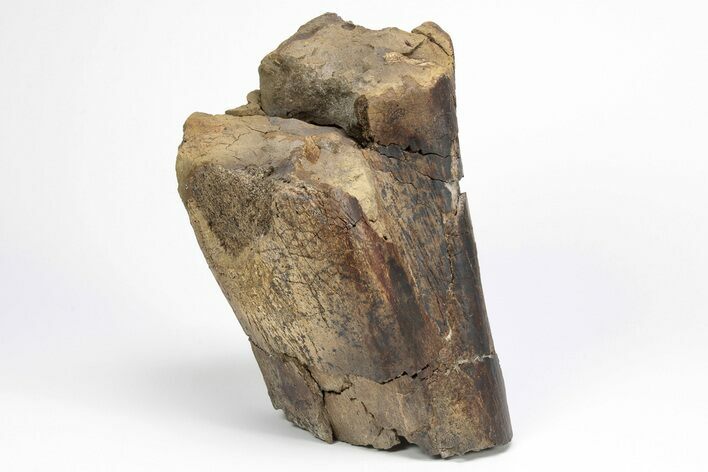 Partial Hadrosaur (Edmontosaurus) Femur Bone - South Dakota #211307